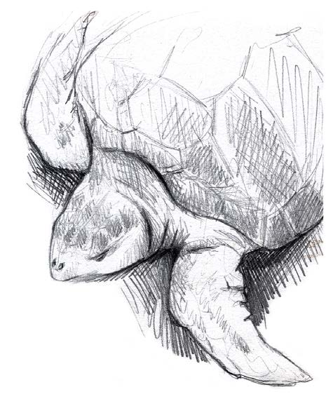 Sketching Animals | Harvard Museum of Natural History